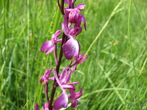 orchis laxiflora